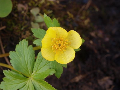 Trollius laxus (Globeflower)