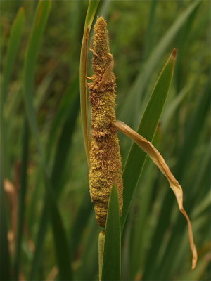 Typha latifolia (Common Cattail)
