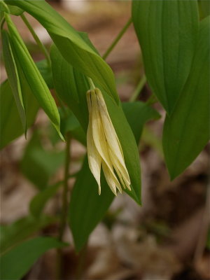 Uvularia grandiflora (Large-Flowered Bellwort)