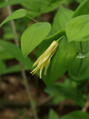 Uvularia perfoliata (Perfoliate Bellwort)