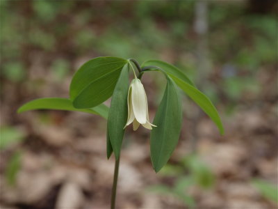 Uvularia sessilifolia (Sessile Bellwort)