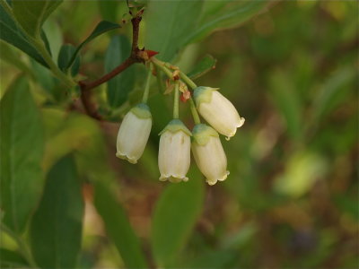 Vaccinium corymbosum (Highbush Blueberry)
