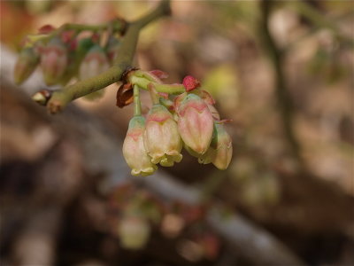 Vaccinium species (Low Blueberry)