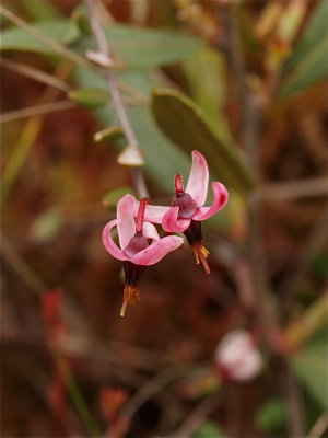 Vaccinium species (Cranberry)