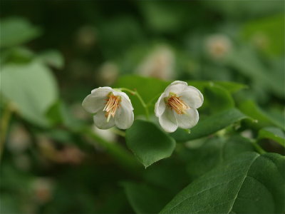 Vaccinium stamineum (Tall Deerberry)