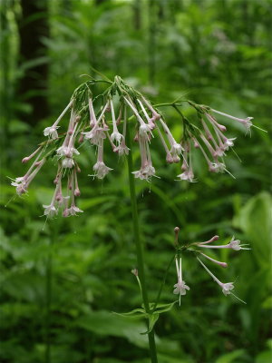 Valeriana pauciflora (Long-Tubed Valerian)