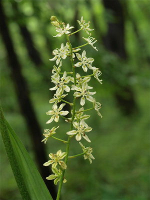 Veratrum virginicum (Virginia Bunchflower)