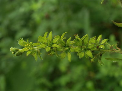 Veratrum viride (False Hellebore)