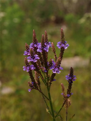 Verbena hastata (Blue Vervain)