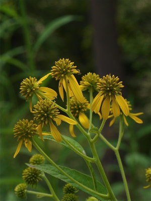 Verbesina alternifolia (Wingstem)