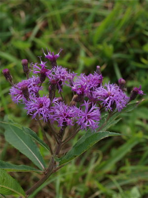 Vernonia species (Ironweed)