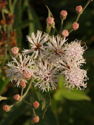 Vernonia species (Ironweed) - White Flowers