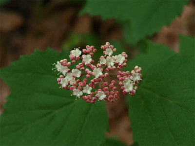 Viburnum acerifolium (Maple-Leaved Viburnum)