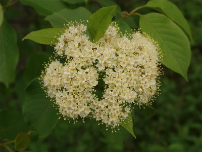 Viburnum lentago (Nannyberry)
