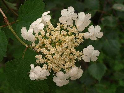 Viburnum opulus (Highbush Cranberry)