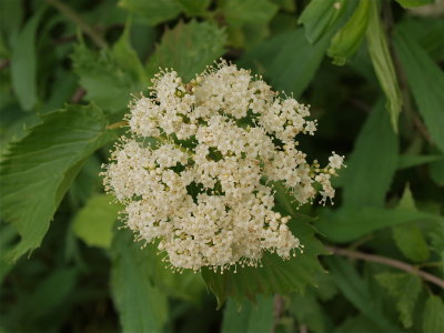 Viburnum species (Arrowwood)