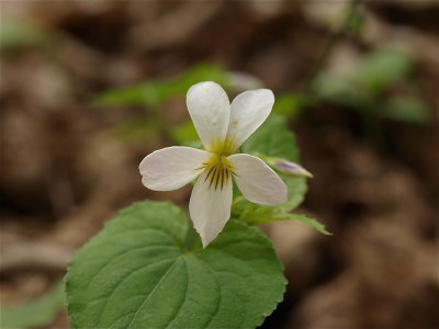 Viola canadensis (Canada Violet)