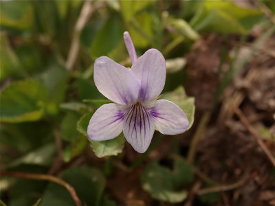 Viola rostrata (Long-Spurred Violet)