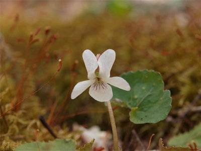 Viola species (Small White Violet)