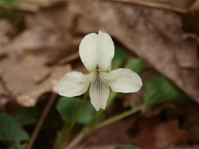 Viola striata (Cream Violet)