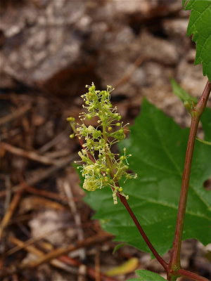 Vitis species (Wild Grape)