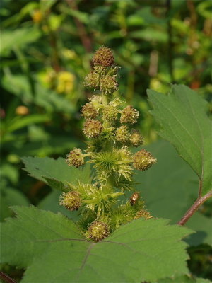 Xanthium strumarium (Rough Cocklebur)