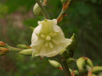 Yucca filamentosa (Spanish Bayonet)