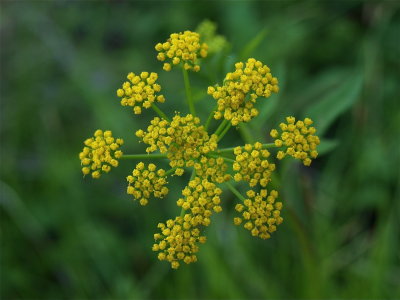 Zizia aurea (Golden-Alexanders)