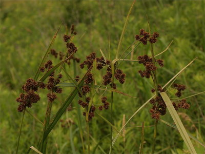 Scirpus atrovirens (Dark Green Bulrush)