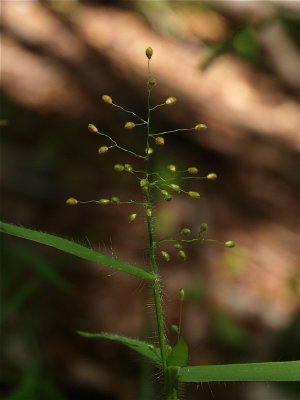 Dichanthelium species (Rosette Grass)