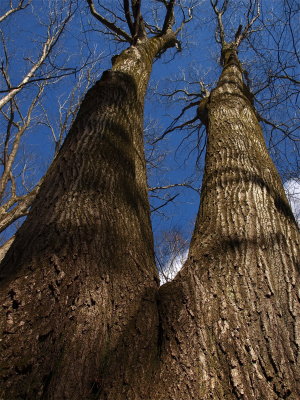 Quercus rubra (Red Oak)