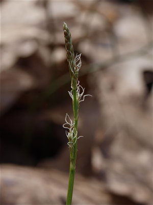Carex pensylvanica (Pennsylvania Sedge) - Female Flowers