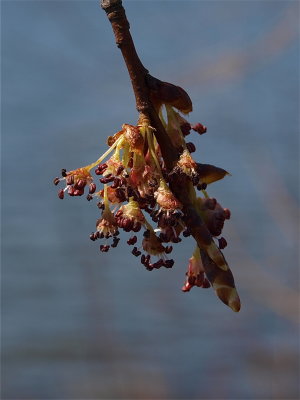Ulmus americana (American Elm)