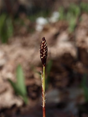 Carex plantaginea (Plantain-Leaved Sedge)