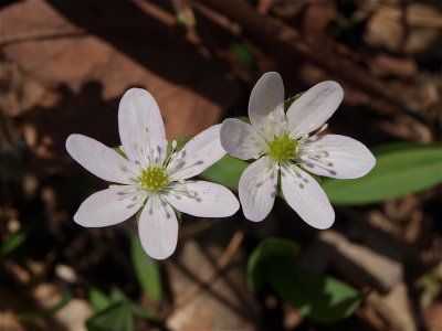 Anemone species (Hepatica) - Flowers Tinged with Pink