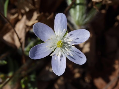 Anemone species (Hepatica) - Flower Tinged with Periwinkle