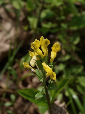 Corydalis flavula (Yellow Corydalis)