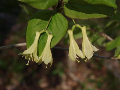 Lonicera canadensis (Canada Honeysuckle)