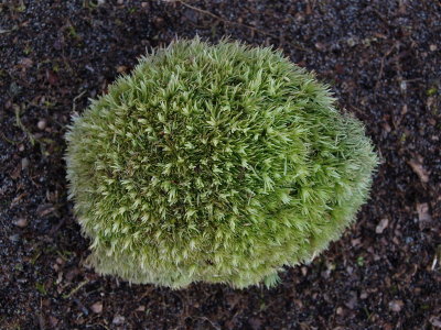 Leucobryum glaucum (Pincushion Moss)