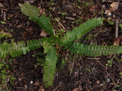 Asplenium platyneuron (Ebony Spleenwort)