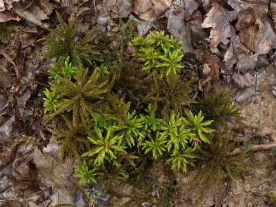 Climacium species (Tree Moss)