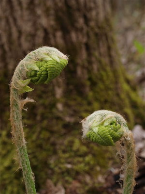 Osmunda claytoniana (Interrupted Fern) - Fiddleheads