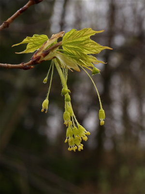 Acer saccharum (Sugar Maple)