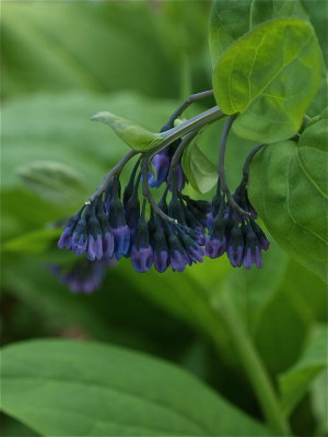 Mertensia virginica (Virginia Bluebells) - Flower Buds