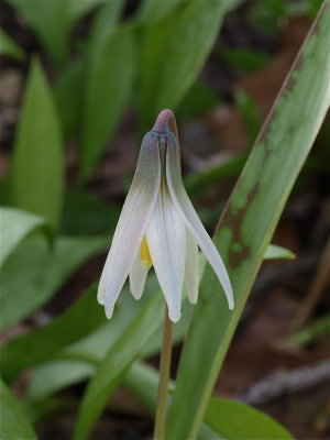 Erythronium albidum (White Trout-Lily) - Side View