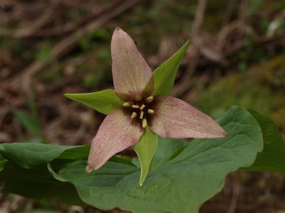Trillium erectum (Red Trillium) - Unusual Flower Color