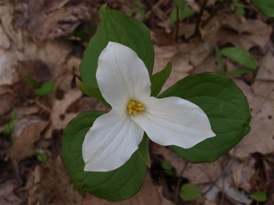 Trillium grandiflorum (Large-Flowered Trillium)