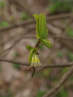 Dirca palustris (Leatherwood)