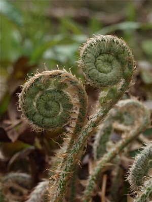 Polystichum acrostichoides (Christmas Fern) - Fiddlehead