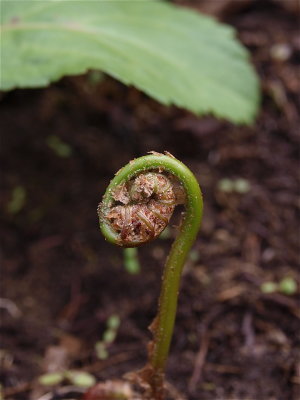 Onoclea sensibilis (Sensitive Fern) - Fiddlehead